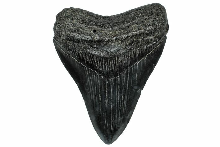 Fossil Megalodon Tooth - South Carolina #300218